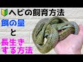 🔰ヘビの飼育方法! 餌の頻度 長生きする方法! Snake food quantity and frequency & how to live longer