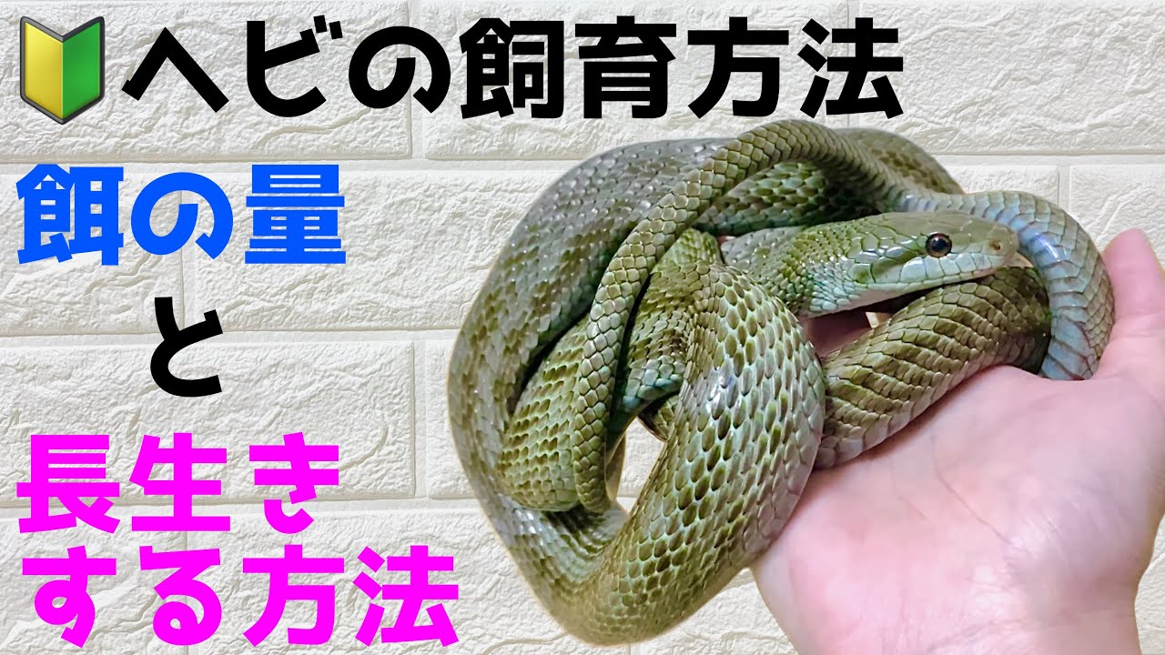 🔰ヘビの飼育方法！　餌の頻度　長生きする方法！　Snake food quantity and frequency & how to live longer