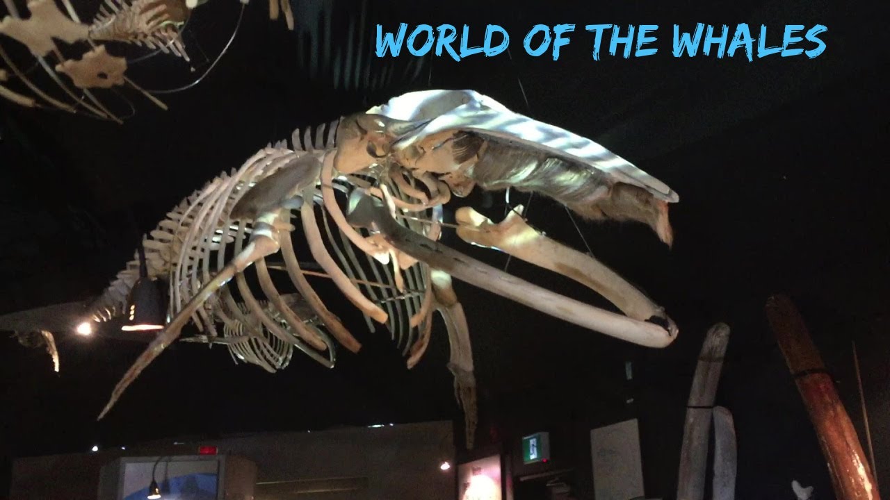 Have A Sneak Peek Inside The Marine Mammal Interpretation Centre (CIMM) And...