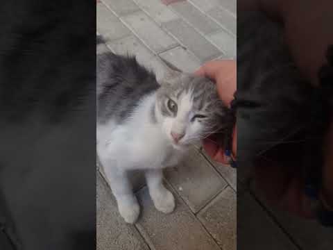 Αδεσποτο γατακι στα