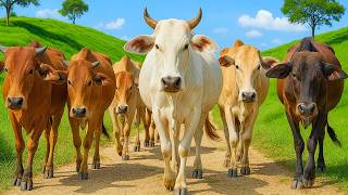 Aksi Puluhan Sapi Menuruni bukit hijau, Suara sapi Moo, Kawanan Sapi lucu berjalan menuju ladang