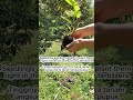 Посадка тутовника • Planting mulberry tree • Cara menanam pohon murbei.