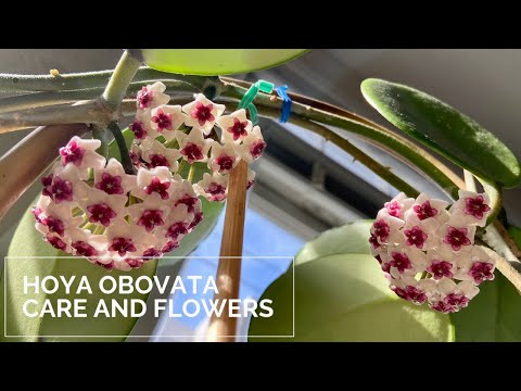 Hoya Obovata Care and Flowers