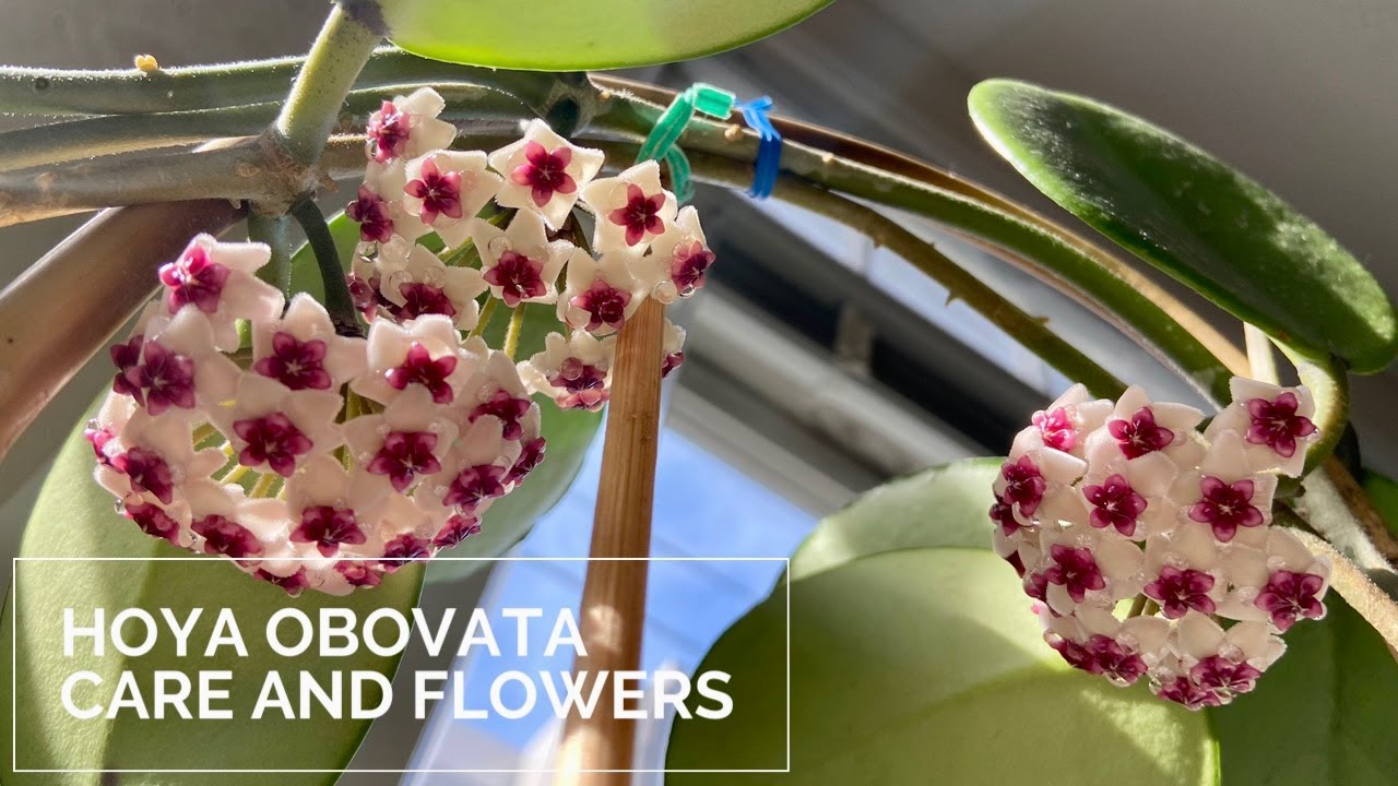 Hoya Obovata Care and Flowers