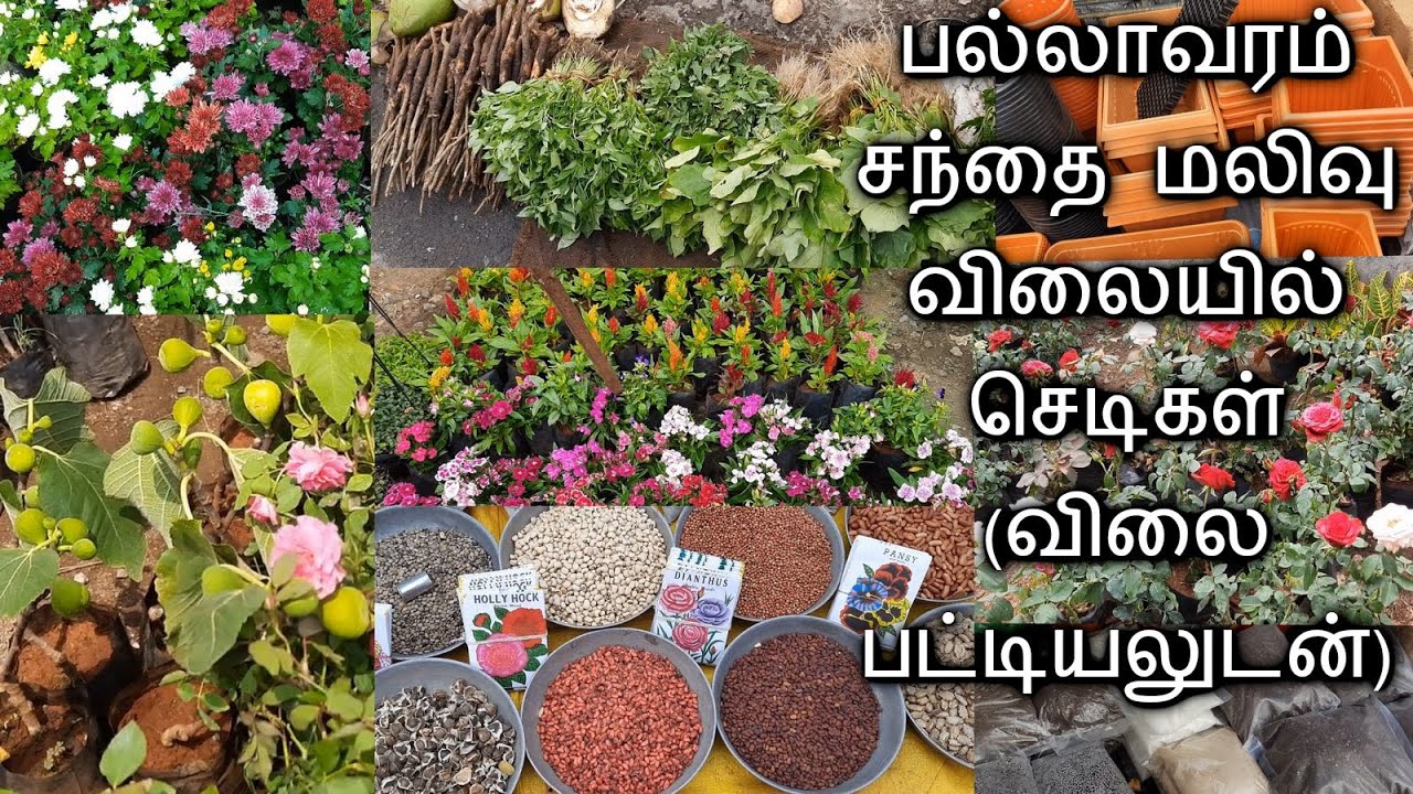 மாடி தோட்டத்திற்கான அனைத்து பொருட்களும் மலிவு விலையில் கிடைக்கும் பல்லாவரம் சந்தை with Price details