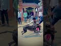 Dog Res Kolhapur Dog Race Kolhapur Dog Racing Dog Race Maharashtra Dog Race Kholapur Shorts