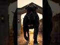 Giant Cane Corso Dog Ka Royal Swag 🔥 | Power, Loyalty Aur Attitude Ka King 👑🐾