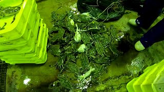 寄島のワタリガニ漁　魚市場～仕切り書を貰った後仲買さんの直営店へ　From the fish market to the broker's directly managed store