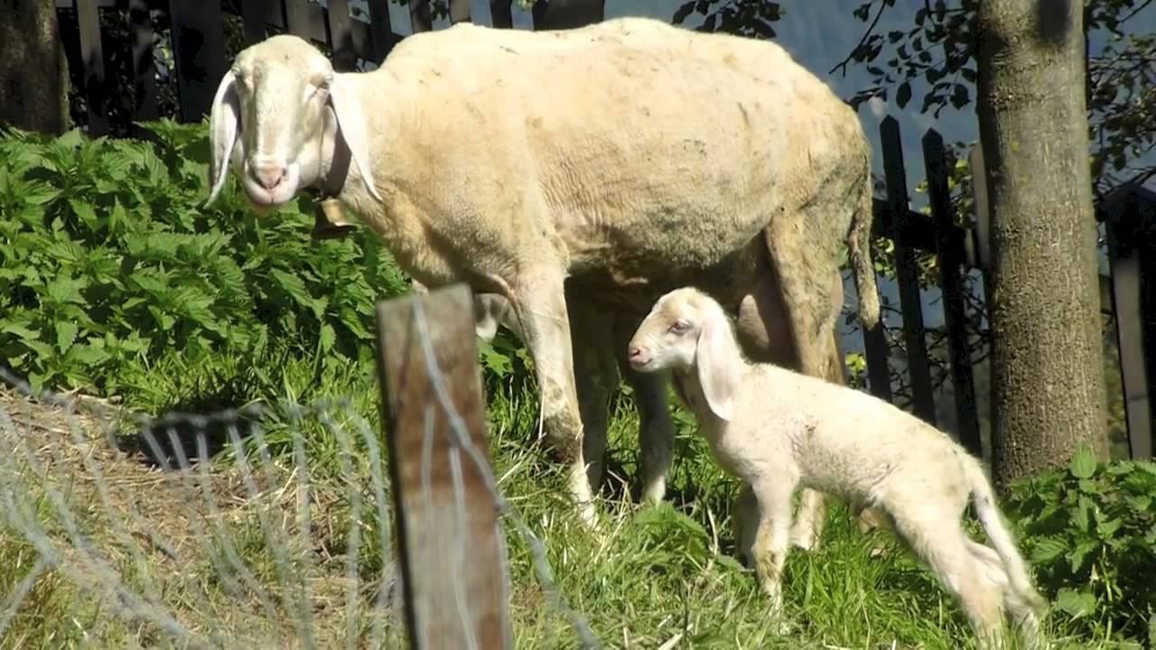 Tiroler Bergschaf - Alte Nutztierrassen Folge 1 - Tscheggenschaf - Schafe, Pecora Alpina Tirolese