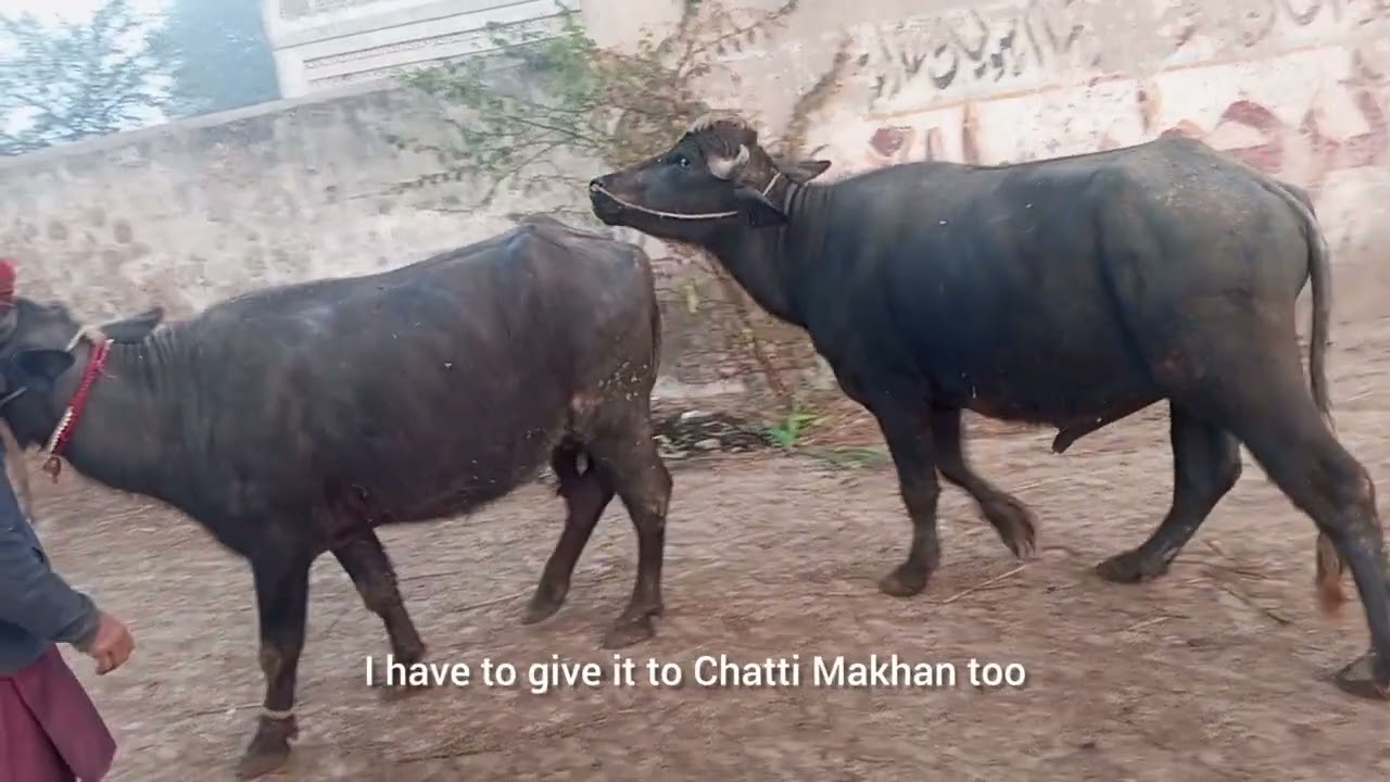 Buffalo Cross Breeding Explained | From Selection to Successful Mating 