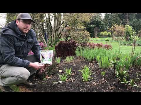 Fertilizing Daylilies
