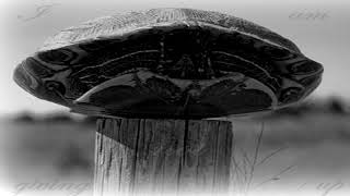 post turtle screenshot 4