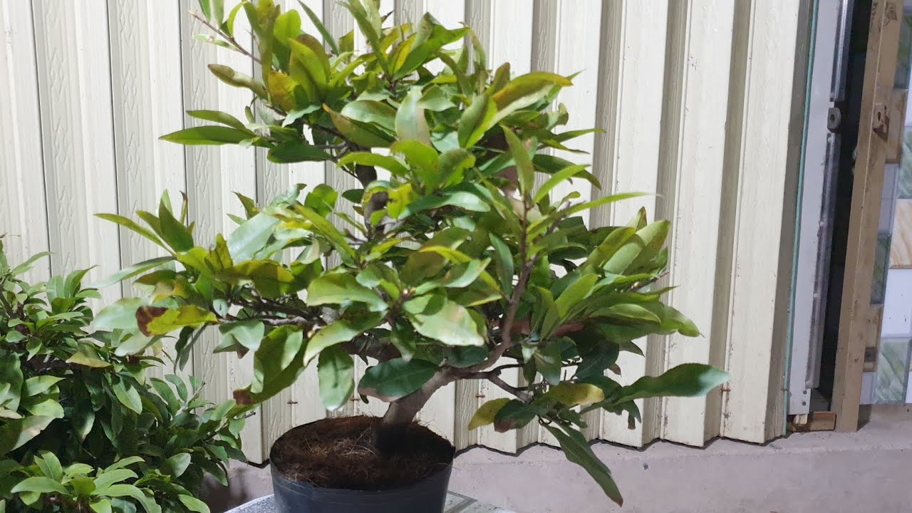 Giao lưu mai Tết cúc thọ hương và sb Sài Gòn, bình Lợi ngày 17,01,2026 ĐT 0977329080 hiền 