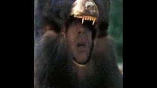 Nicolas Cage Bear Suit Punch
