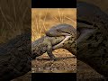 🤯snake vs crocodile 🐊😲🫨🫨🫨🫨#shorts #youtubeshorts