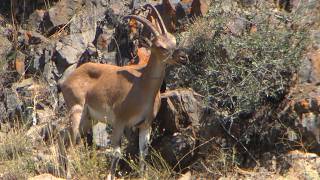 Wild Goat (Capra aegagrus), female, September 2026, Armenia.