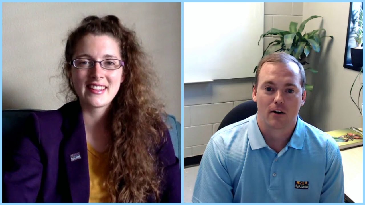 Start Your Own Insect Collection