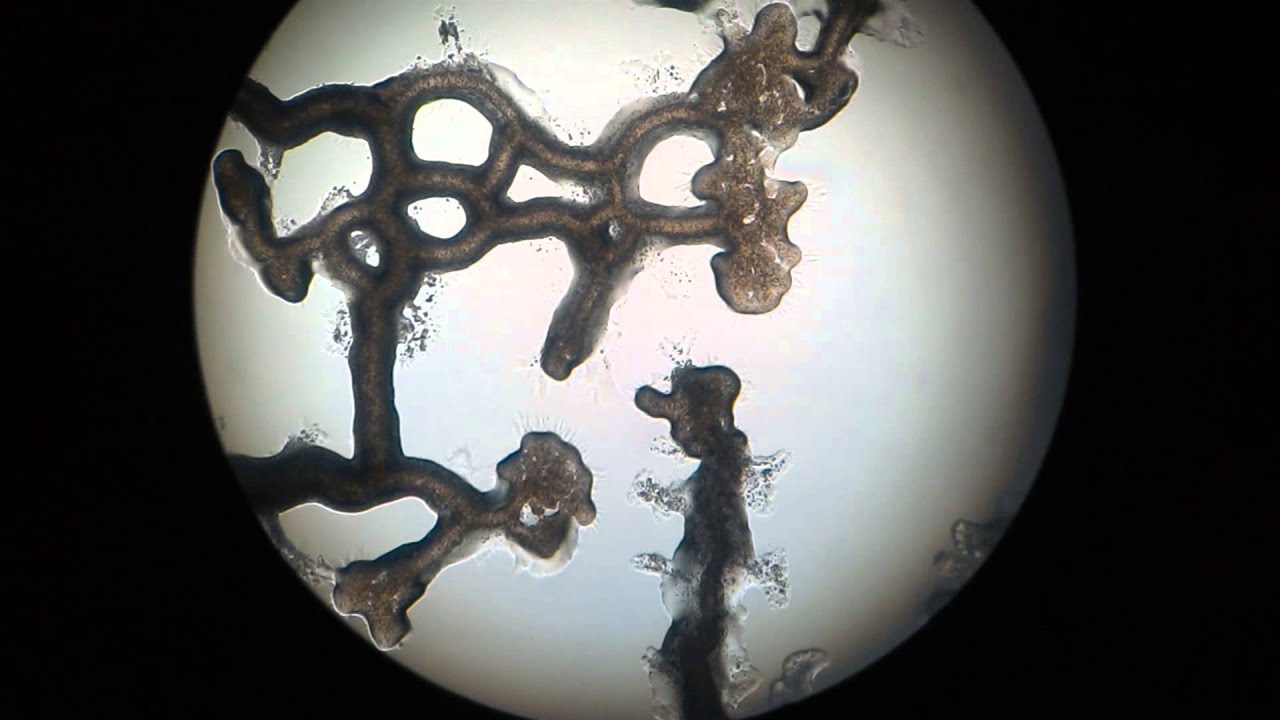 Slime Mold Protoplasmic streaming