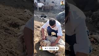 ஆடு குடுத்து பழகிருச்சு நாம எடுத்து பழகிட்டோம் | Tamil Trekker