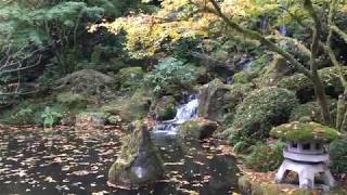 waterfall and pond in Japanese garden