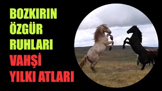 Bozkırın Efendileri Vahşi Yılkı Atları - Wild Mustangs