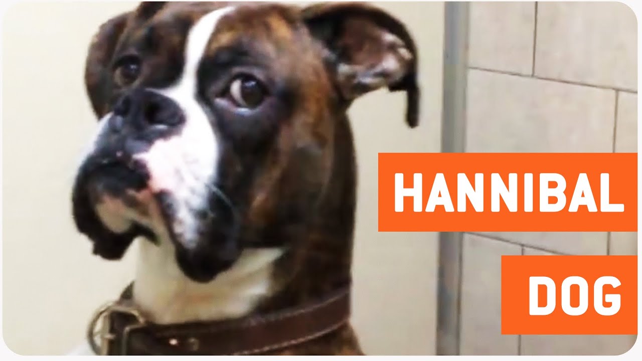 Boxer Dog Gives Some Serious Side Eye YouTube