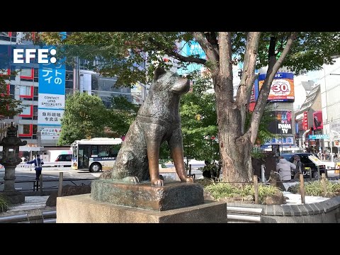 Hachiko: 100 años esperando a su dueño en la estación de tren de Shibuya