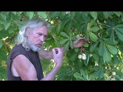 Video: Fordele ved hestekastanje – brug af hestekastanjetræer og conkers