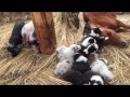 スエトシ牧場 そらまめ、ボーダーコリーの子犬、子猫、ミニブタ