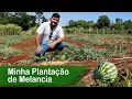 Como eu Planto Melancia | Agricultura Familiar no Plantio de Melancia