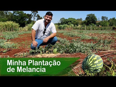 Vídeo: Cultivo de melancias na Sibéria - características de cuidado