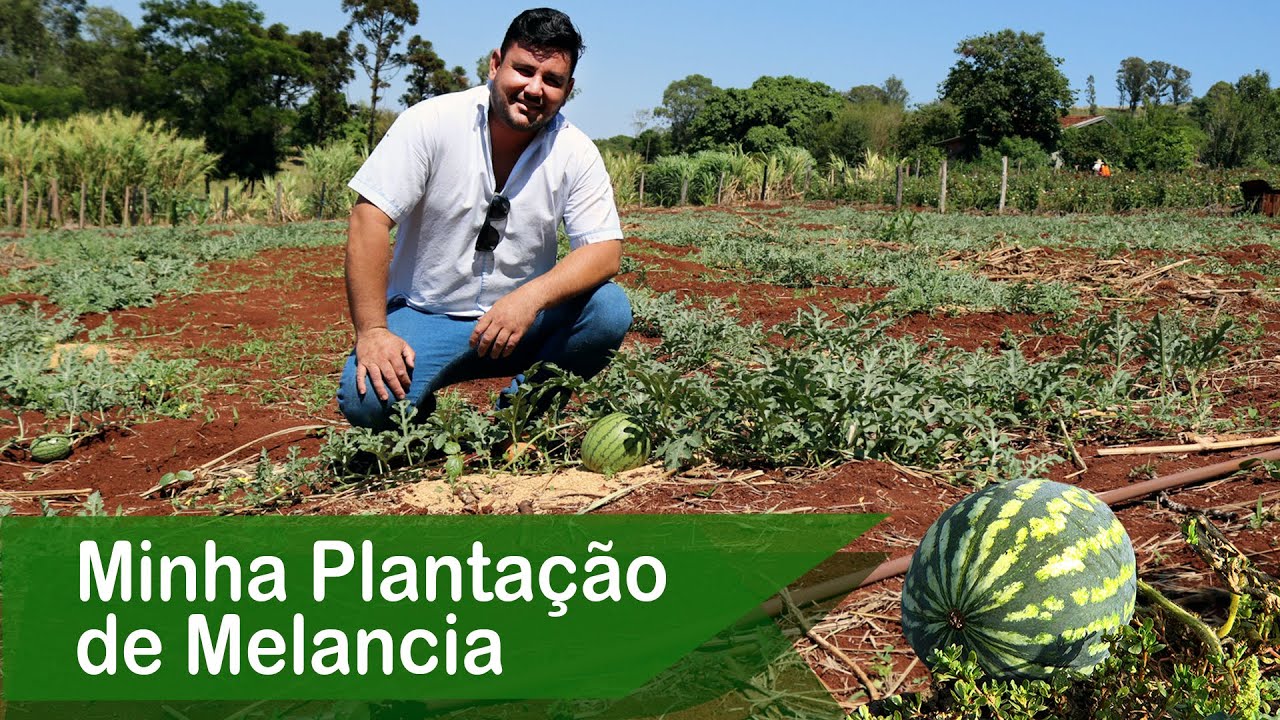 Como eu Planto Melancia | Agricultura Familiar no Plantio de Melancia