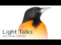 Baltimore Oriole Facts and Behavior