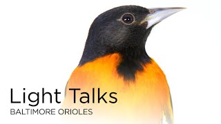 Light Talks: Baltimore Orioles