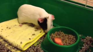 Kiki guinea pig