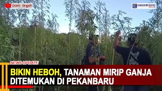 Bikin Heboh, Tanaman Mirip Ganja Ditemukan di Pekanbaru#garistengahmedia #gtm #pekanbaru #riau