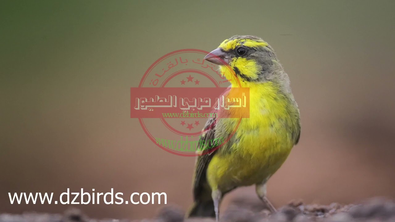 تغريد سورا موزمبيق اكثر من 8 ساعات متواصلة لتسميع الفراخ و التزاوج.