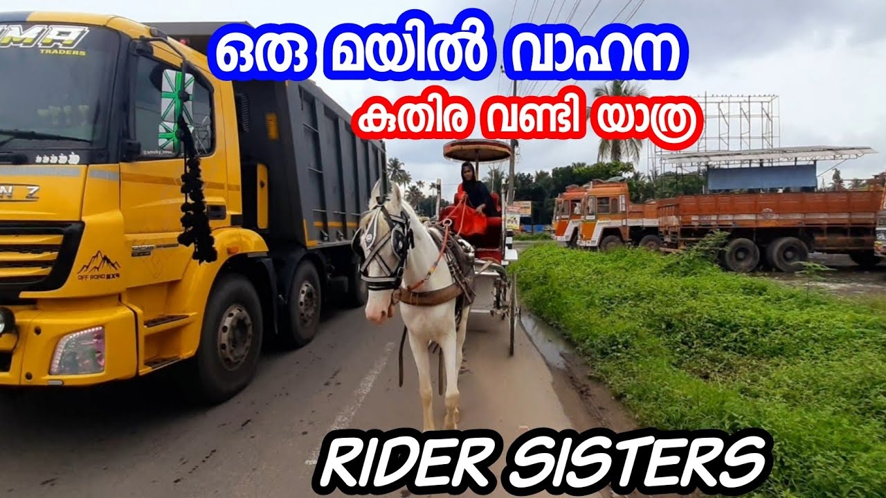 Peacock Style Horse Cart❤️||Riding video|