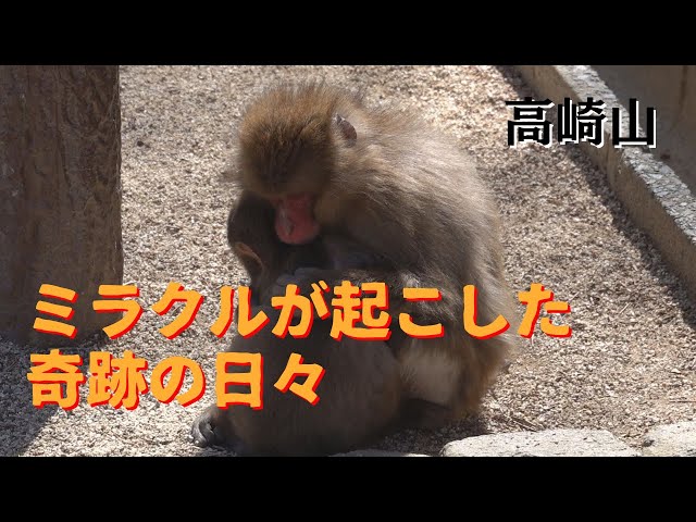 09] Takasakiyama Natural Zoo: A mother monkey raising two monkeys