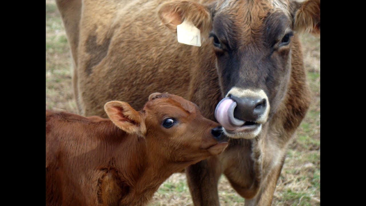 Cherry Grove Dairy Farm is Moolicious