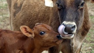 Cherry Grove Dairy Farm is Moolicious
