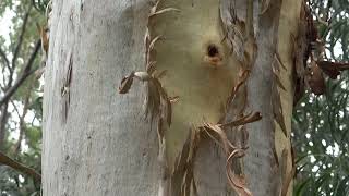 Wheoh Part 55 - Shedding - Feb 2023