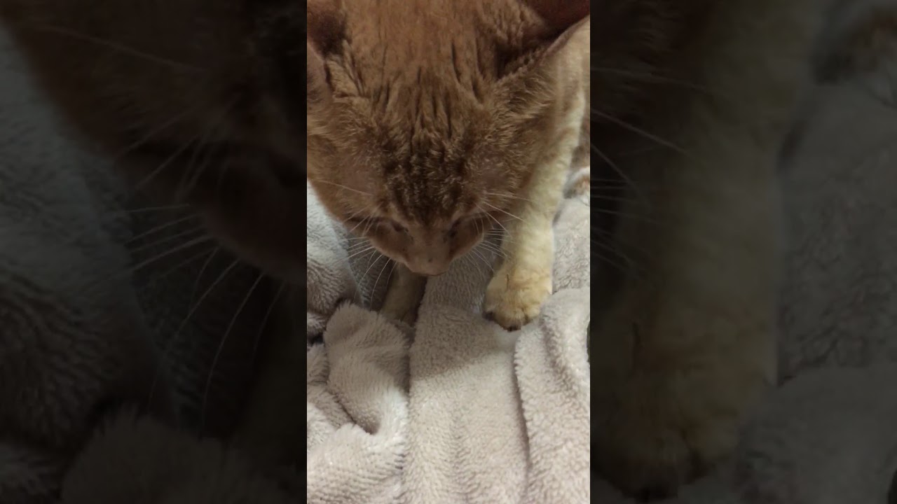 Download 猫が喉ゴロゴロ鳴らしながらふみふみするだけの動画 Daily Movies Hub