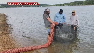 Oklahoma Wildlife Department Stocks Tiger Bass On Grand Lake; Pro Angler Donation Kicks Off