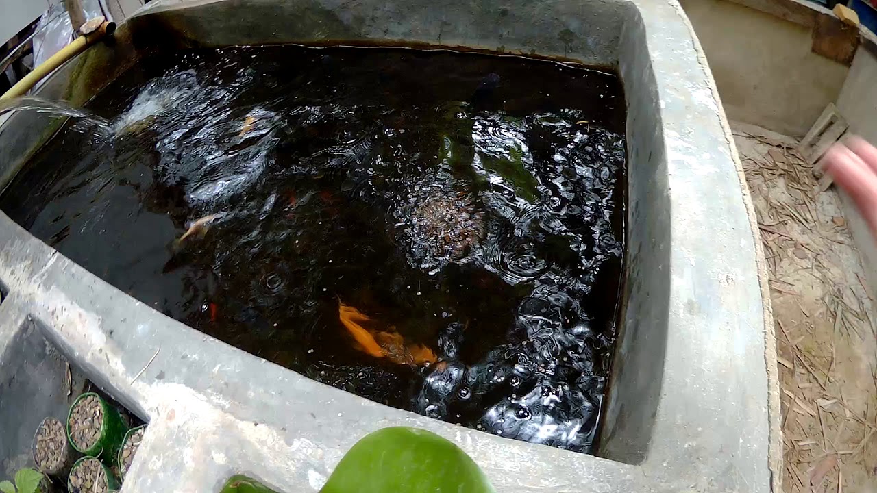 Tilapia Feeding at a Backyard Pond using SJCAM M20 at 2K Resolution