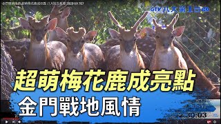 金門戰地風情 超萌梅花鹿成亮點 八大民生新聞 2020101707