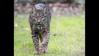 The Wait - Iberian Lynx