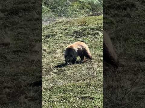 Denali - grizzly