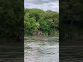 Nature’s Flight Path: Canada Geese Low-Altitude Flyby