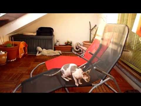 No.14 Sphynx cat Noong and Sphynx Aroom inaugurate the new floor - Terrassenbodeneinweihung Nr.14